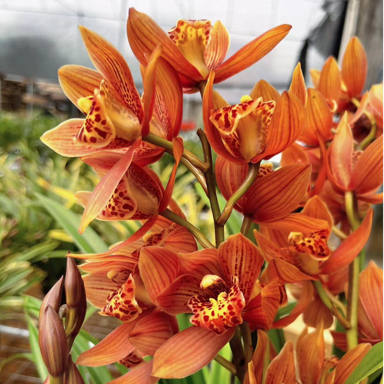 【醉美人】浓香大花蕙兰四季常青好墨兰春兰养鲜花卉室内绿植盆栽