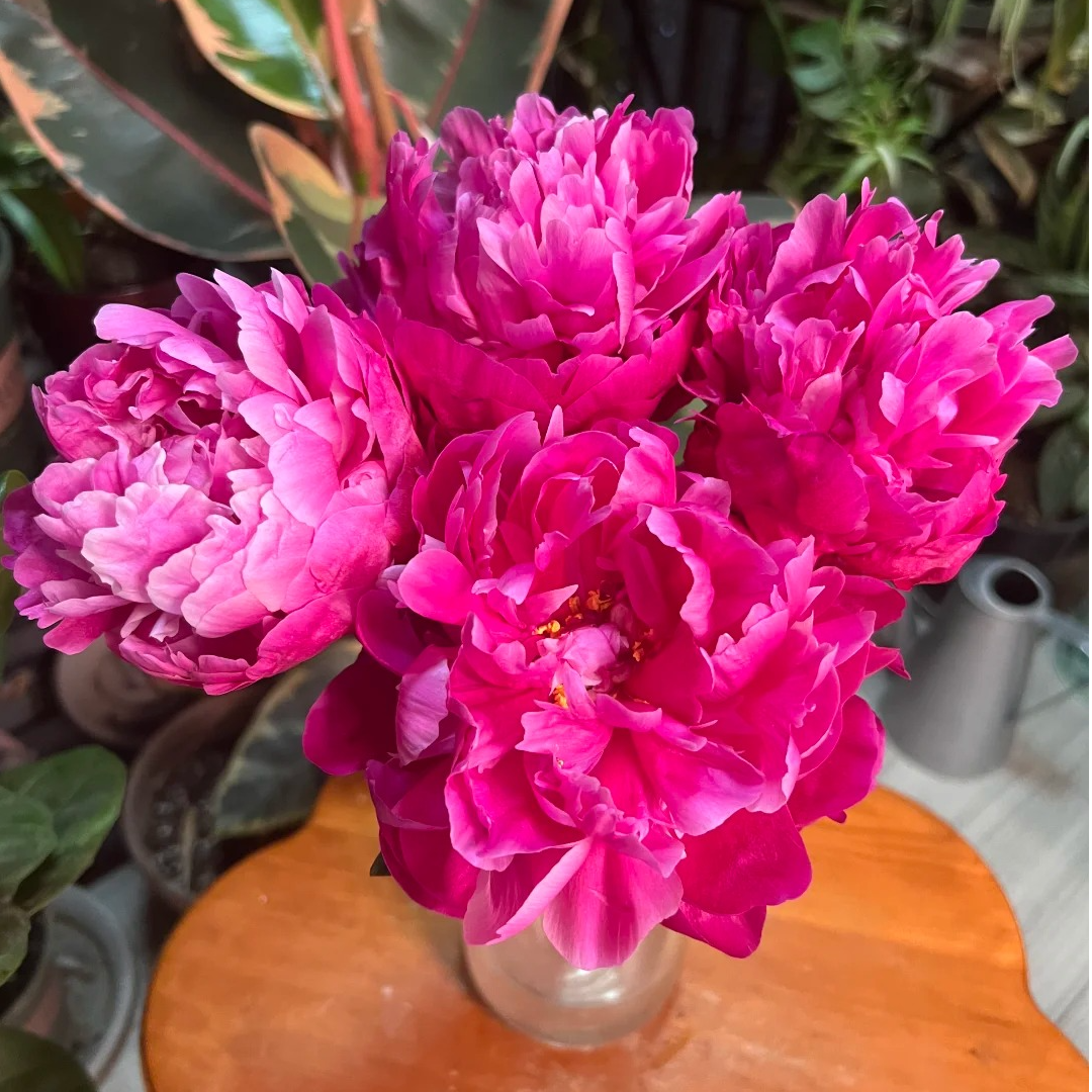 莎拉重瓣芍药基地直发高鲜切花生活鲜花