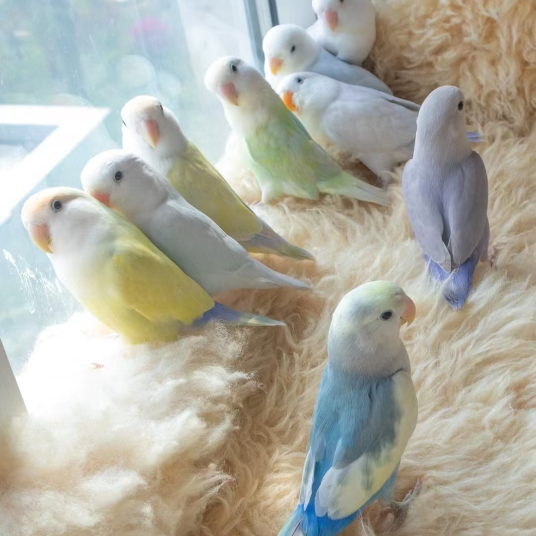 手养鹦鹉桃脸特色活泼亲人活体观赏鸟日本桃牡丹鹦鹉直播间鸟鹦鹉