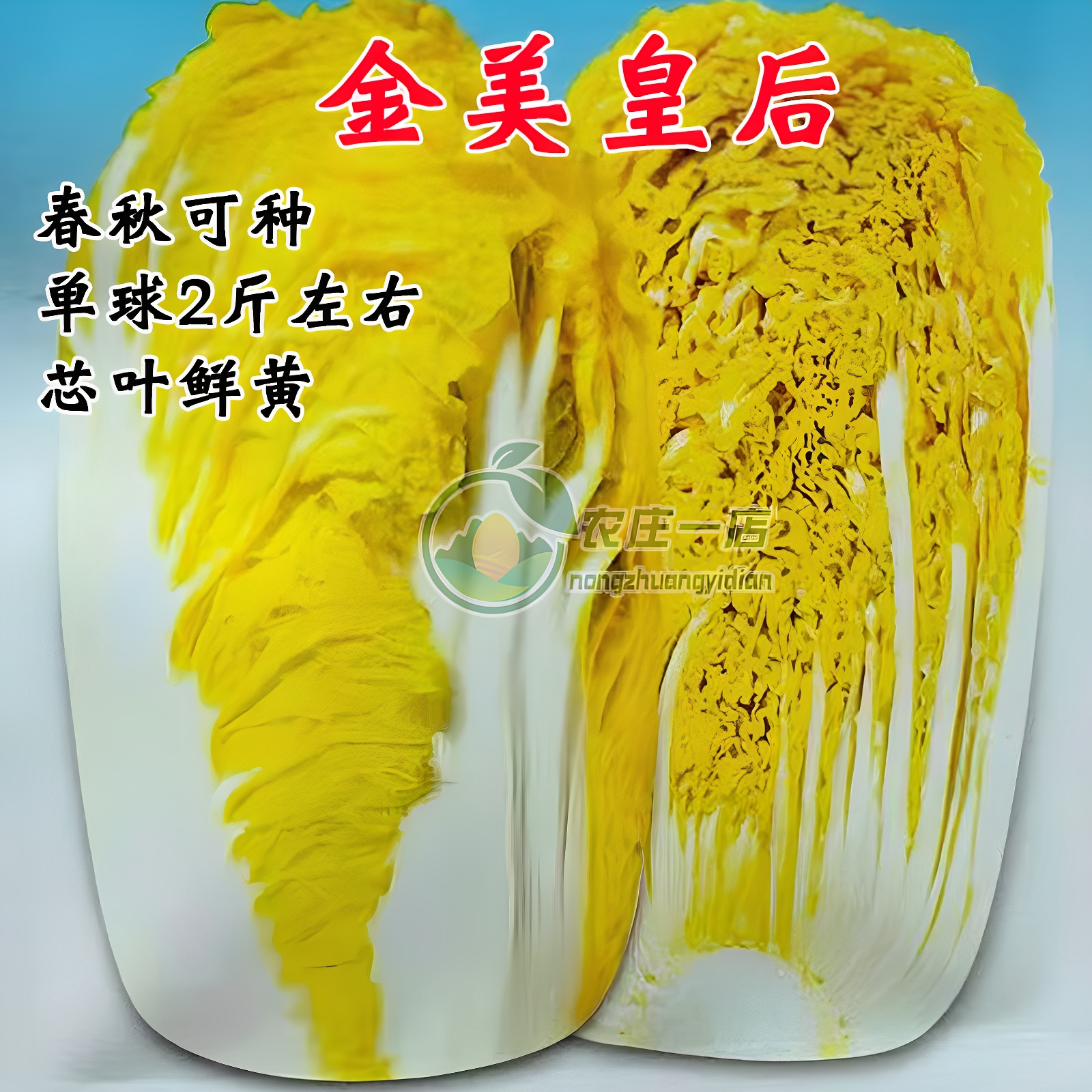 韩国娃娃菜种子奶油黄心大白菜种籽鸡蛋黄春秋季四季可播蔬菜种孑