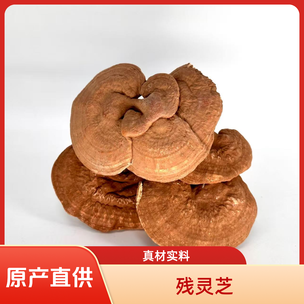 益合残灵芝长白山不经蒸煮煲汤泡水