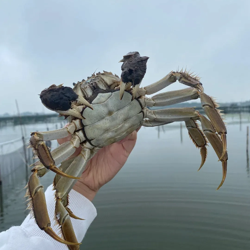 【鲜活特大蟹】【2/3/5斤装】15只江苏精品大闸蟹公母蟹活蟹4两+3两