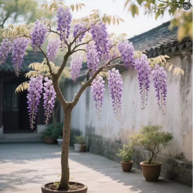 长穗紫藤花树苗盆栽四季好养耐寒耐热开花浓香型阳台庭院紫藤树苗