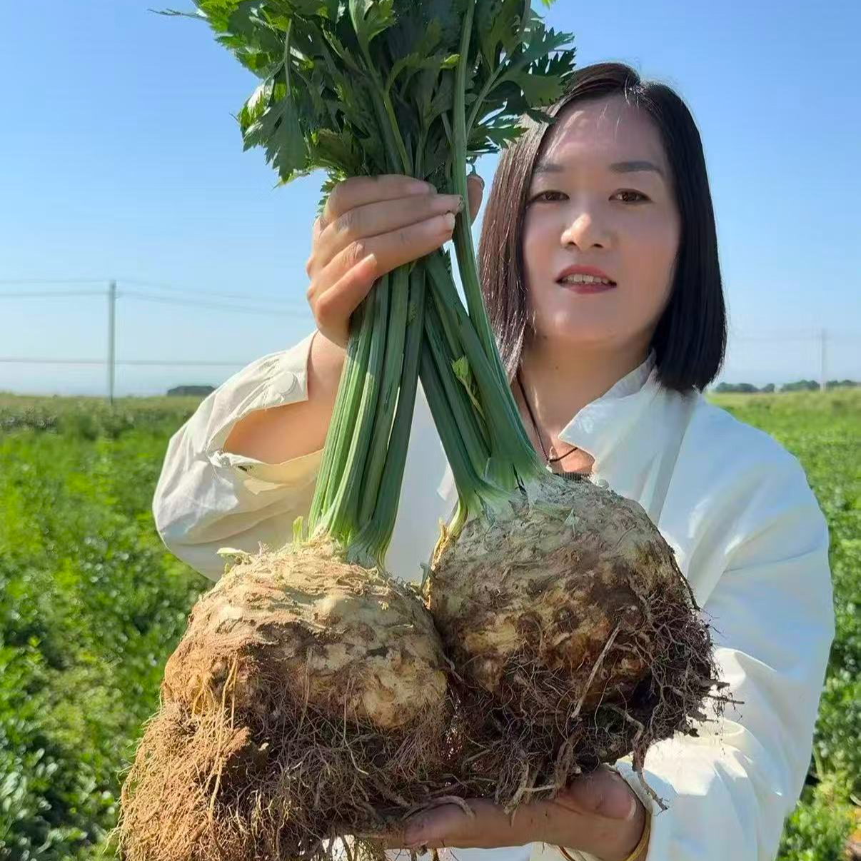 新品根芹疙瘩苗根芹球苗根芹寿光基地根疙瘩苗四季可盆栽可食用