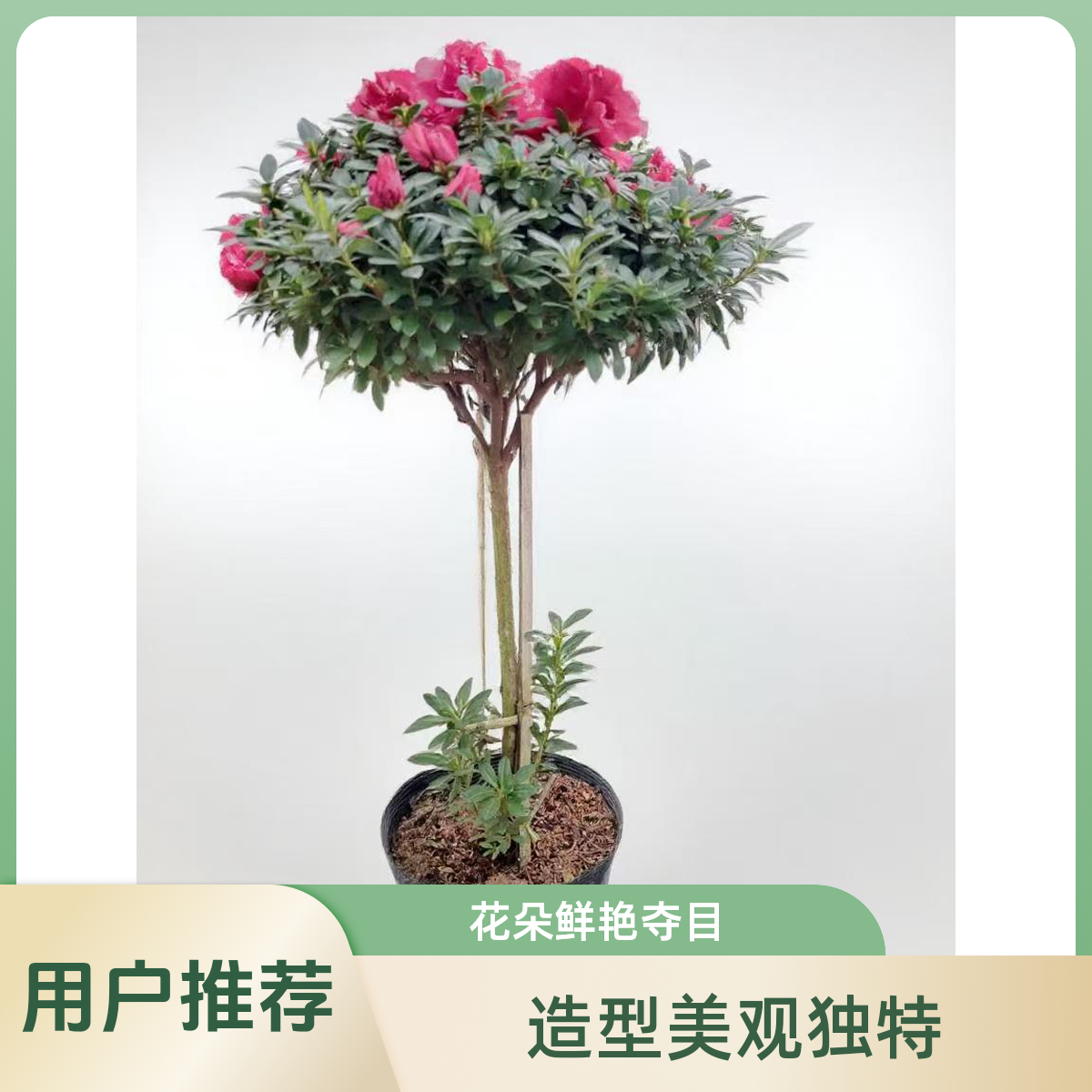 高杆红宝石盆栽带花苞四季开花室内外好养易活花卉绿植