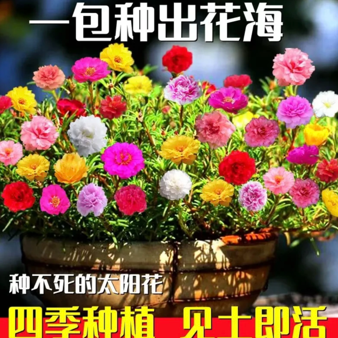 重瓣太阳花种子四季开花阳台庭院易种花卉盆栽地栽【拍2发3】