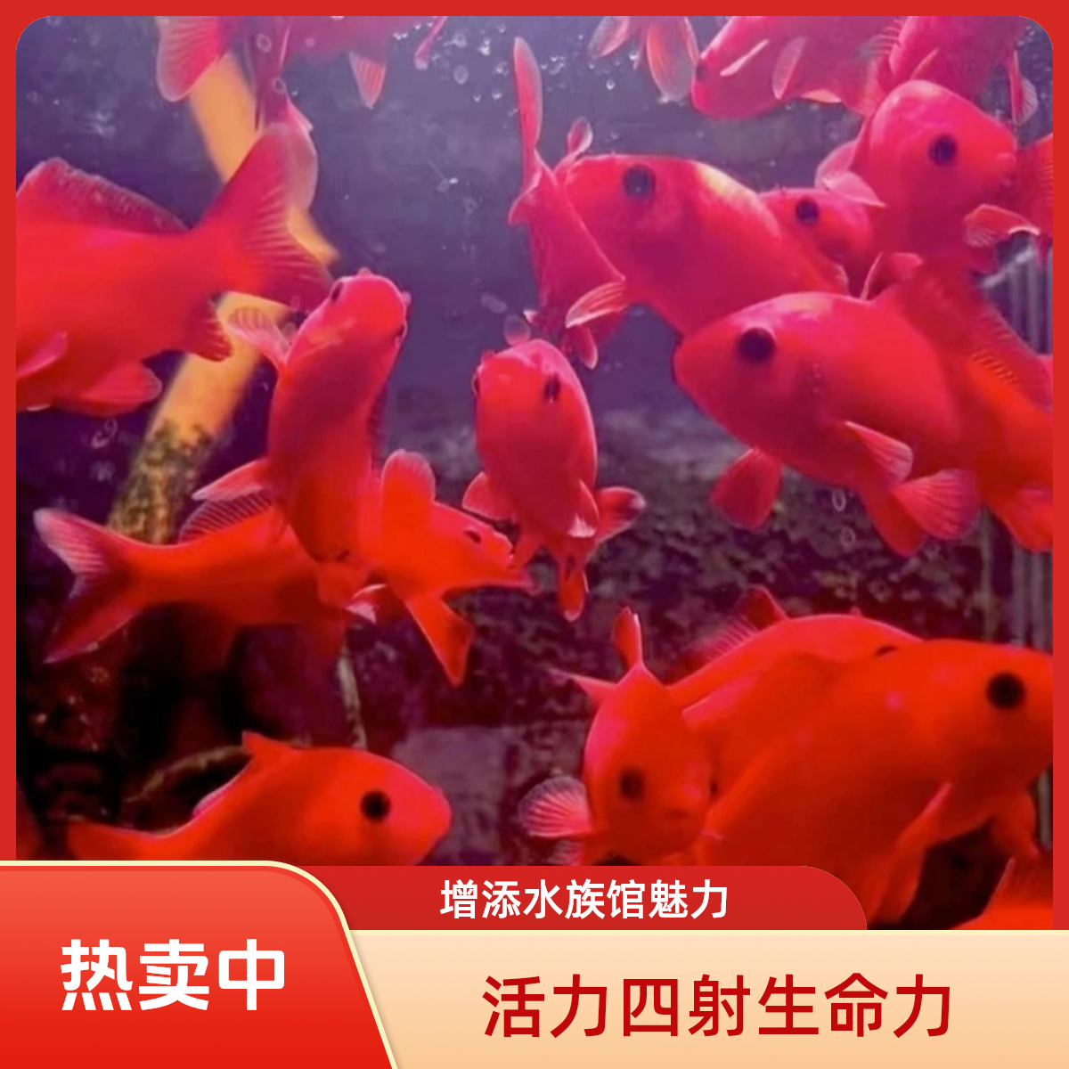 血红鹦鹉好养耐活金鱼招财黑眼淡水鱼纯种鱼观赏鱼观赏鱼冷水红鱼