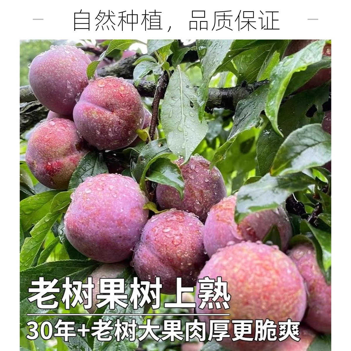 【三通一达】正宗三华李新鲜现摘水果红心李红肉脆李孕妇酸脆李子