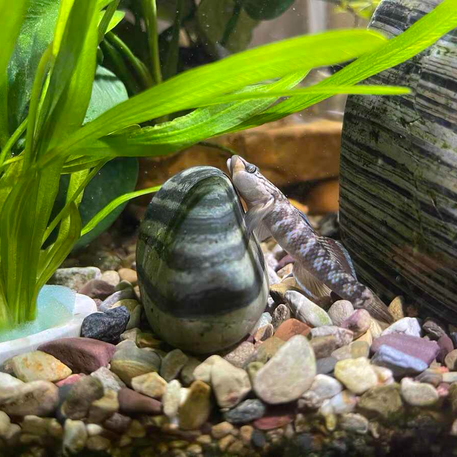 虾虎原生鱼淡水鱼虾虎鱼小型鱼神农虾虎 溪流鱼活体戴氏虾虎鱼