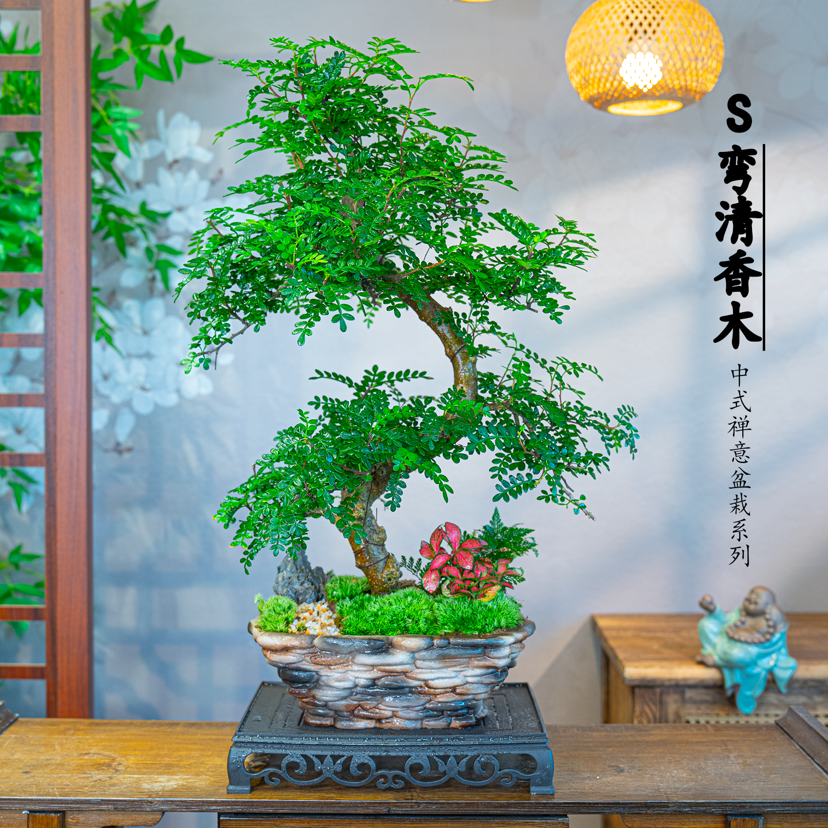 老桩S弯清香木盆栽驱蚊驱虫观叶绿植造型盆景室内四季常青好养