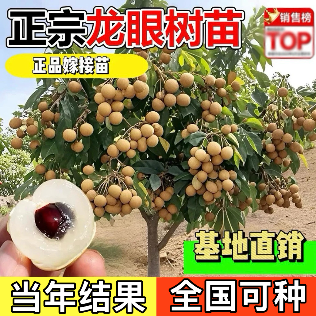 r四季大龙眼嫁接龙眼树苗盆栽地栽阳台庭院南方北方种植当年结果