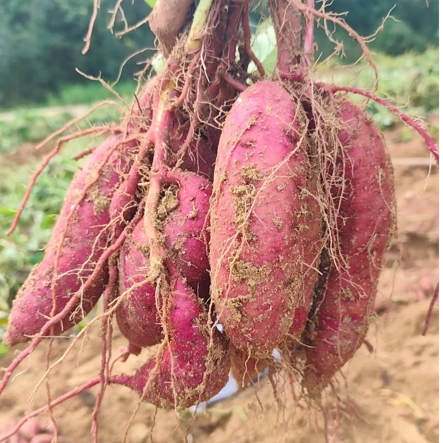 洋县槐树关沙地板栗薯软糯香甜可蒸可烤