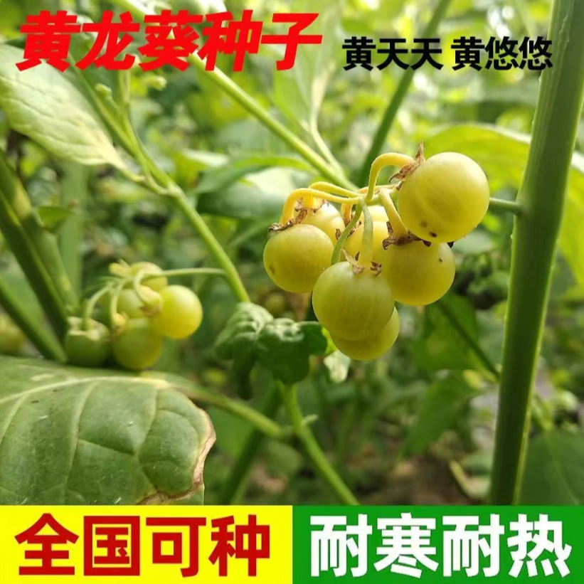黄龙葵种子黄悠悠大粒黄天天甜星星小时候龙葵子四季庭院阳台盆栽