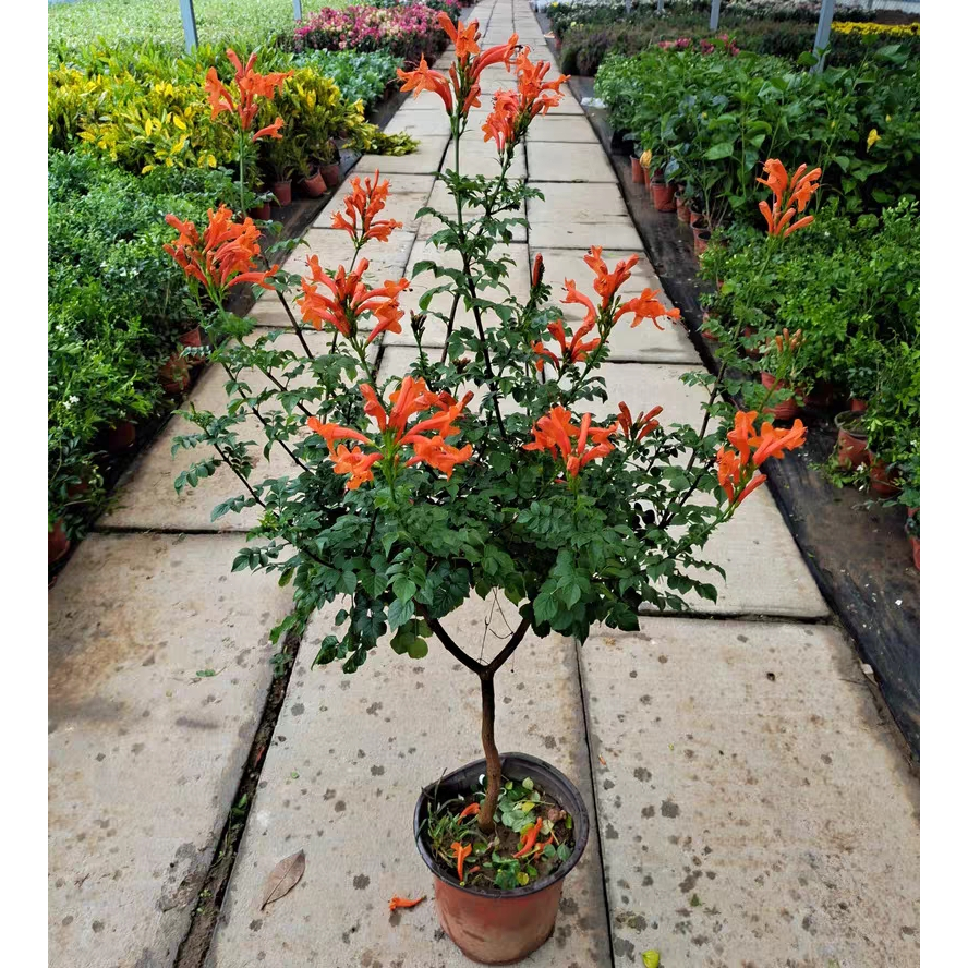 非洲凌霄花苗四季爬藤植物美国大花攀爬炮仗花大苗浓香型庭院阳台