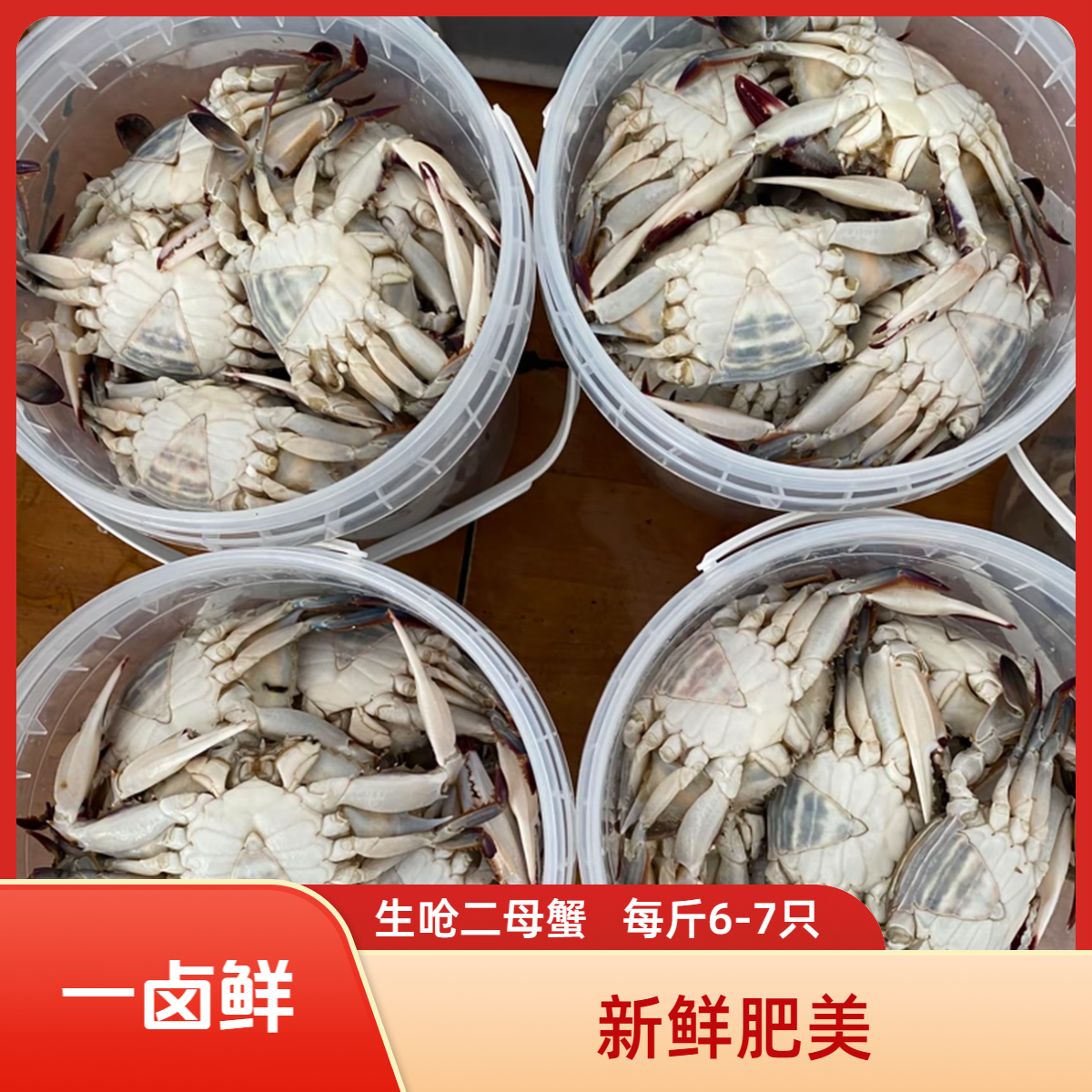 【羊口特色】 生呛二母蟹1.5斤/桶 每斤6到7只，【一卤鲜】