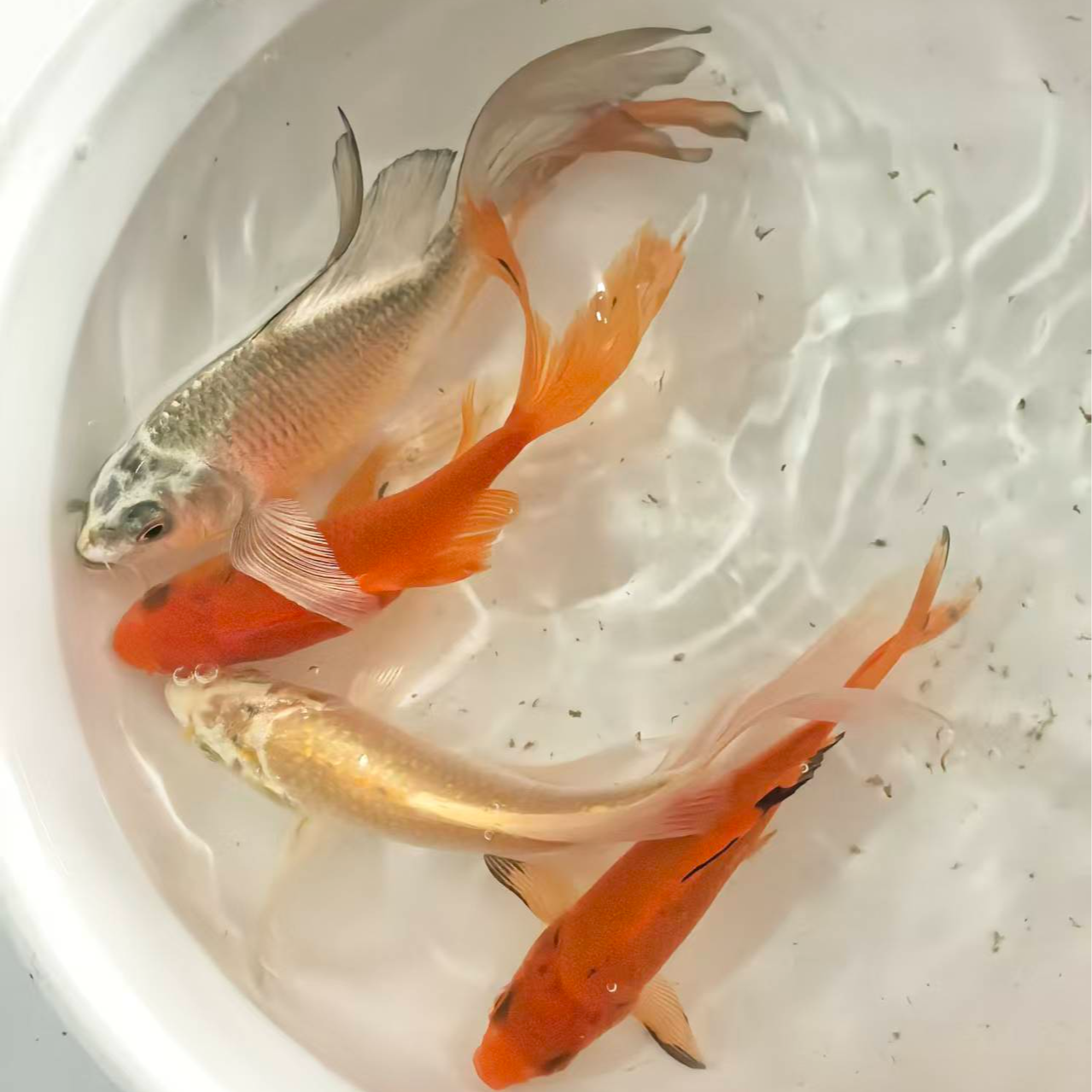 9-11cm9条混搭冷水观赏鱼锦鲤草金小金鱼好养好活