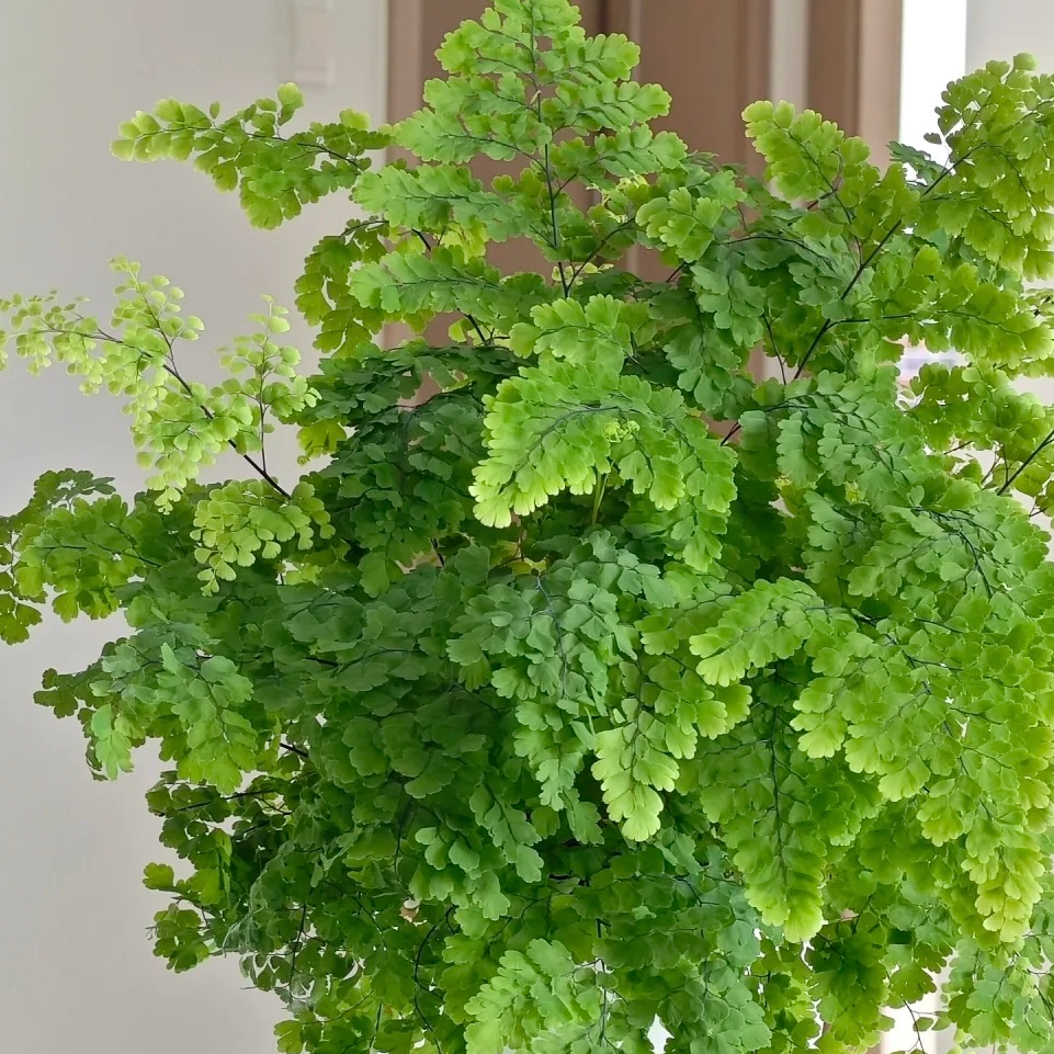 铁线蕨类德国人飞雪扇叶银币扇叶铜鼓温蒂柔情密叶雨霏室内阴