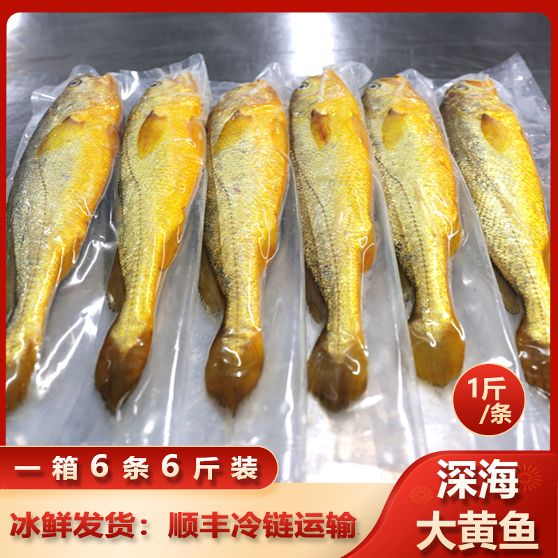 【直播推荐】一箱6条6斤装，宁德深海大黄鱼，冰鲜发货顺丰冷链包邮