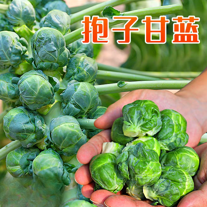 孢子甘蓝种子小包菜种子包心菜高产四季盆栽孢子甘蓝种籽高产早熟