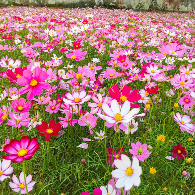 波斯菊花种子格桑花种籽子七彩四季播种开花易活花籽庭院室外种孑
