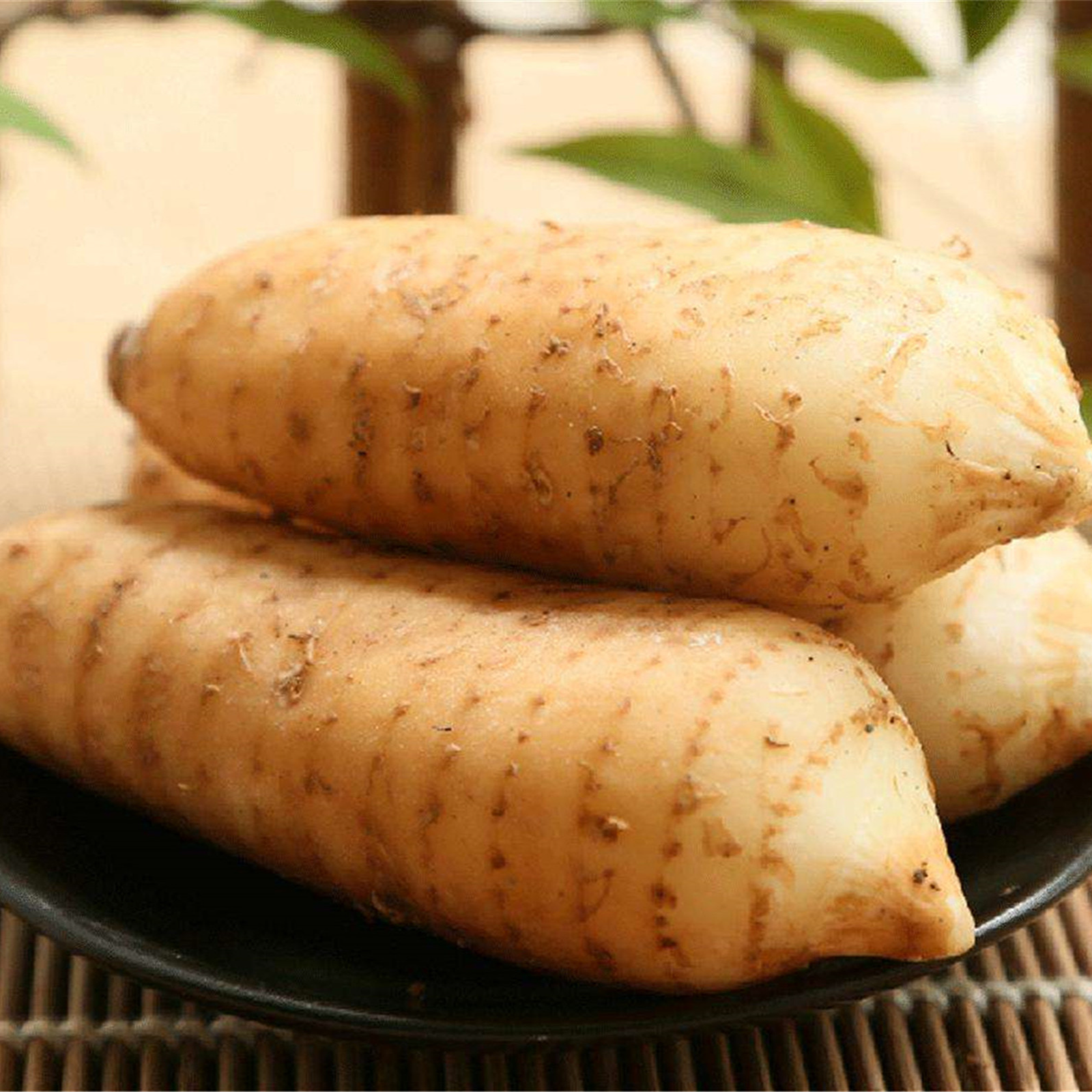 [月自明]天麻新鲜云南昭通小草坝乌天麻三年生长正宗煲汤