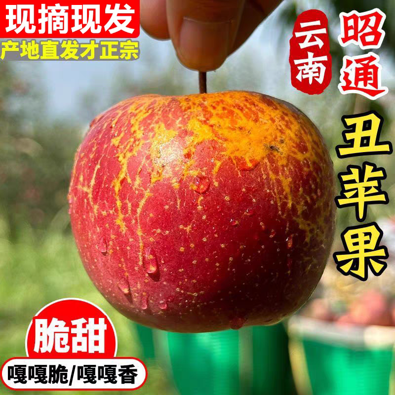 【卡妈专属】云南昭通丑苹果红富士现摘现发脆甜多汁当季新鲜水果