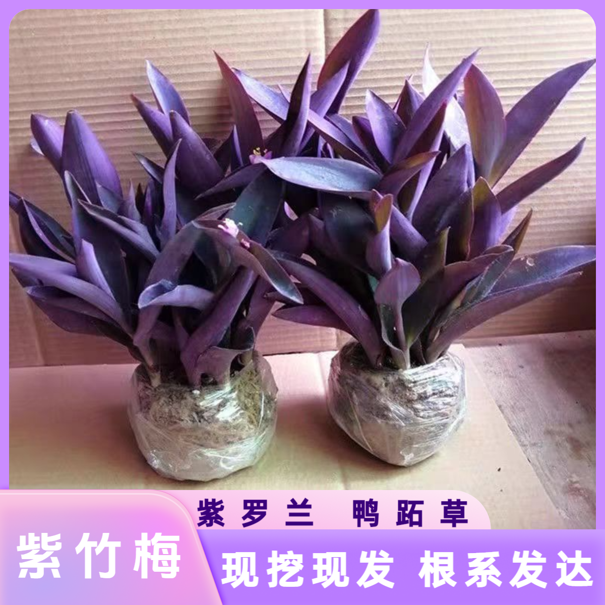 紫罗兰紫竹梅紫色吊兰鸭拓草花卉盆栽地栽室内外好养绿植四季阳台