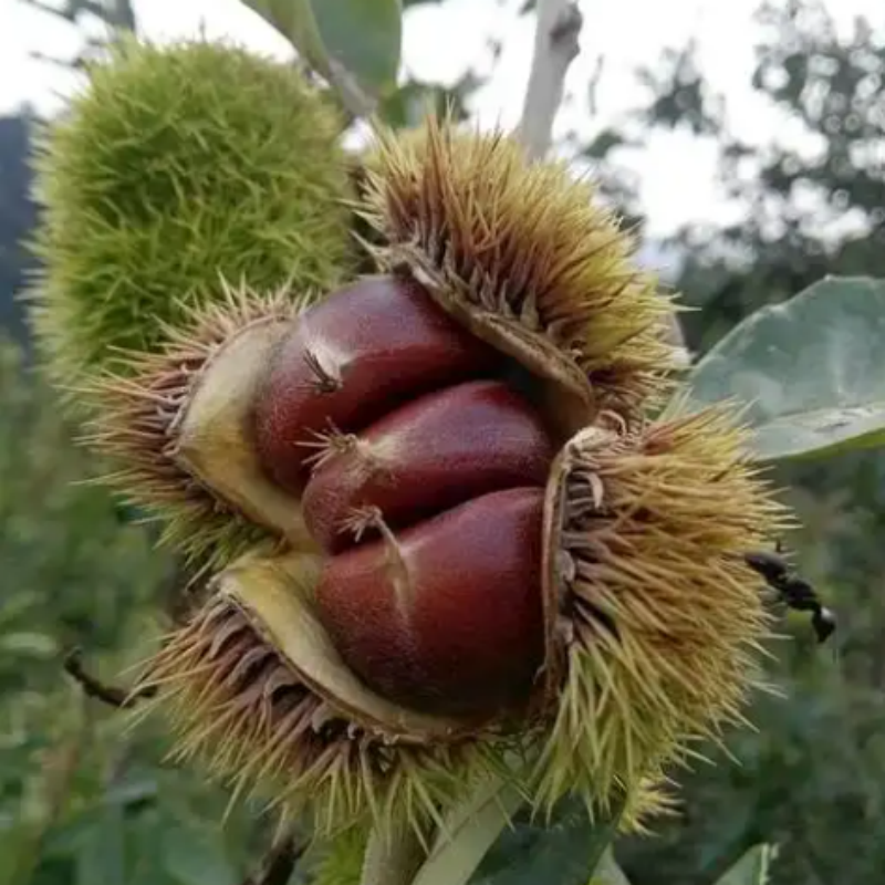 嫁接板栗苗树地栽南方北方种植大红袍大板栗树果树果苗盆栽地栽