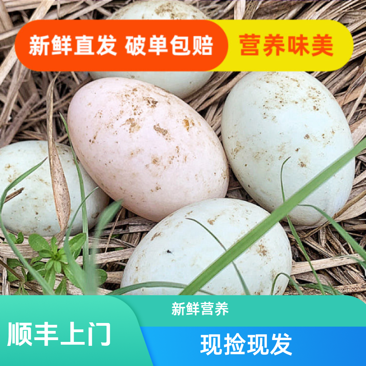 【顺丰上门蛋】正宗土鸭蛋现捡现发农家散养鸭蛋新鲜营养自然散养