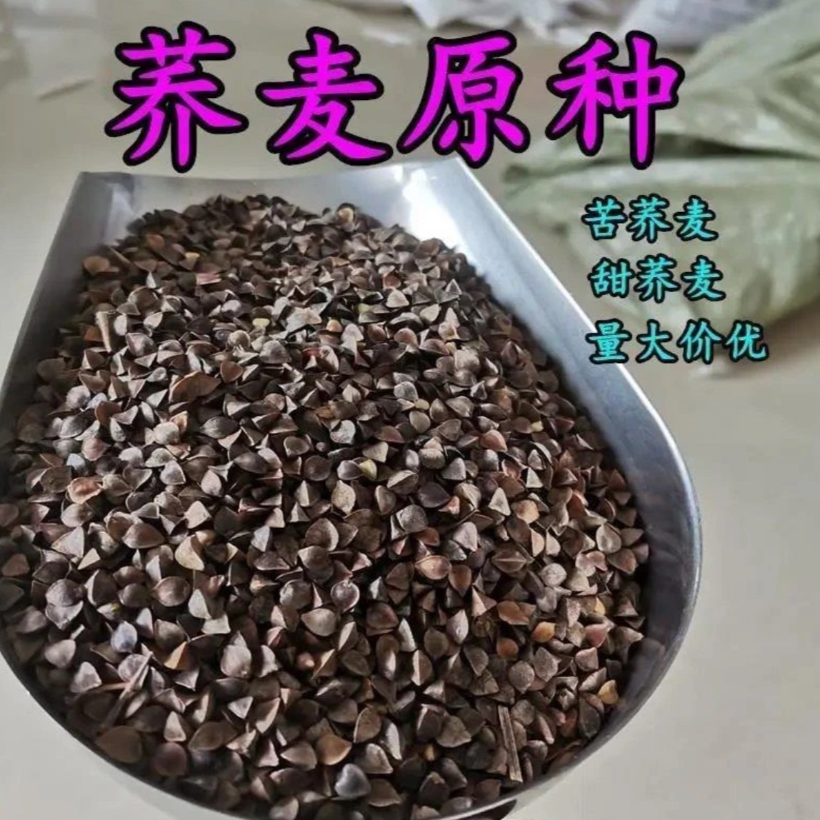 【甜荞麦种子 】苦荞麦种子易种易活发芽率高芽苗菜高产荞麦种子