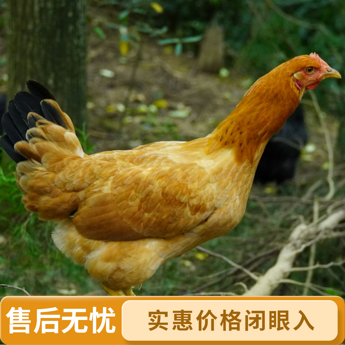花秋童子鸡/山林散养土鸡