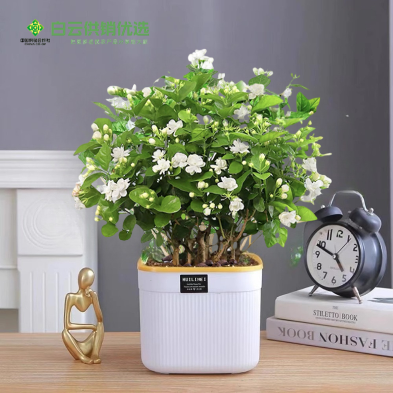 茉莉花苗盆栽带花苞栀子花九里香老桩花卉植物室内四季开花好养活