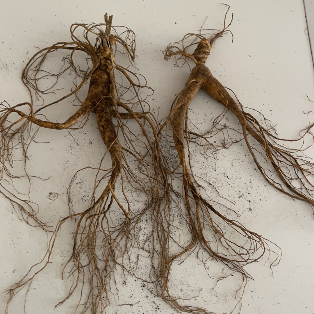 长白山林下新鲜滋补养生东北山参