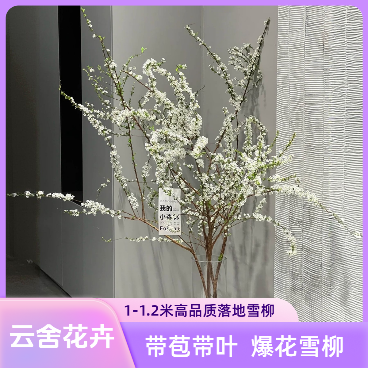【云舍花卉】鲜枝【雪柳】1-1.2米带花苞带叶 全场满2单及以上包邮