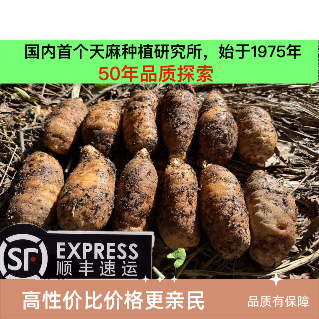 【顺丰包邮】秦岭老山天麻新鲜现挖现发
