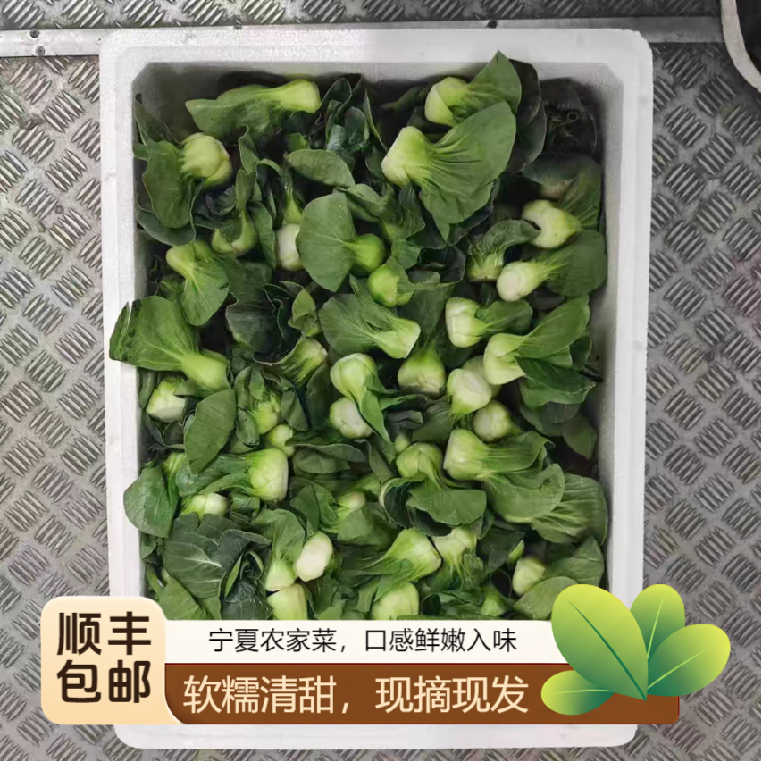 顺丰包邮现摘宁夏农家新鲜上海青小青仔油菜软糯清甜当矮脚小青菜