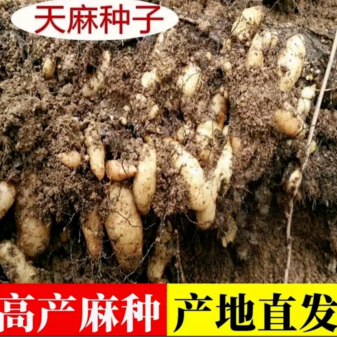 热销！天麻种子天麻秋冬种植高产蔬菜种子高发芽率种植