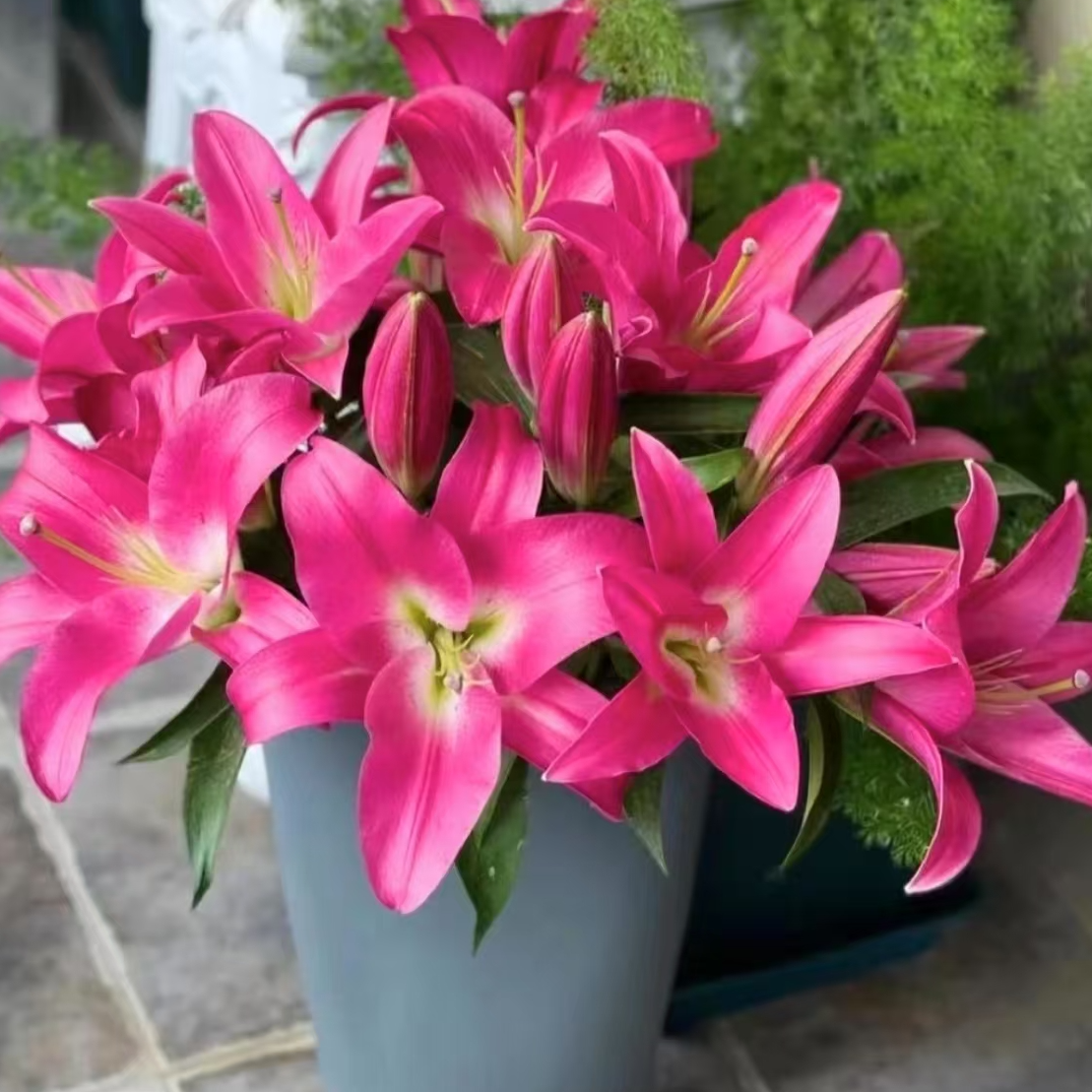 （竞争）（百合树）浓香型红色单瓣百合东北直发顺丰包邮鲜花鲜切花
