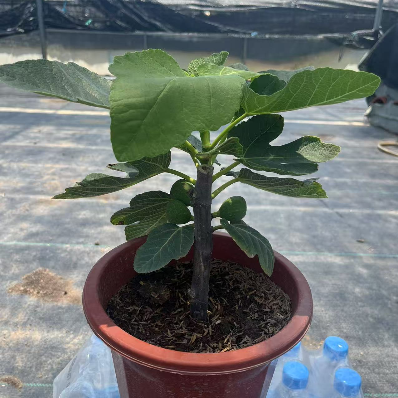 （青皮）无花果盆栽包邮甜度高皮薄肉多人称树上的糖包子好养易活