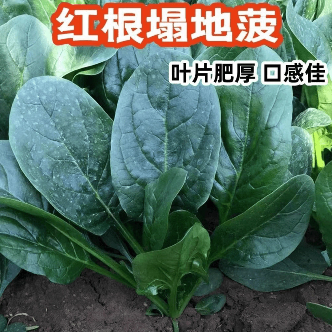 【下单发3包】趴地菠菜种子黑圆叶菠菜种籽耐寒高产越冬高产早熟