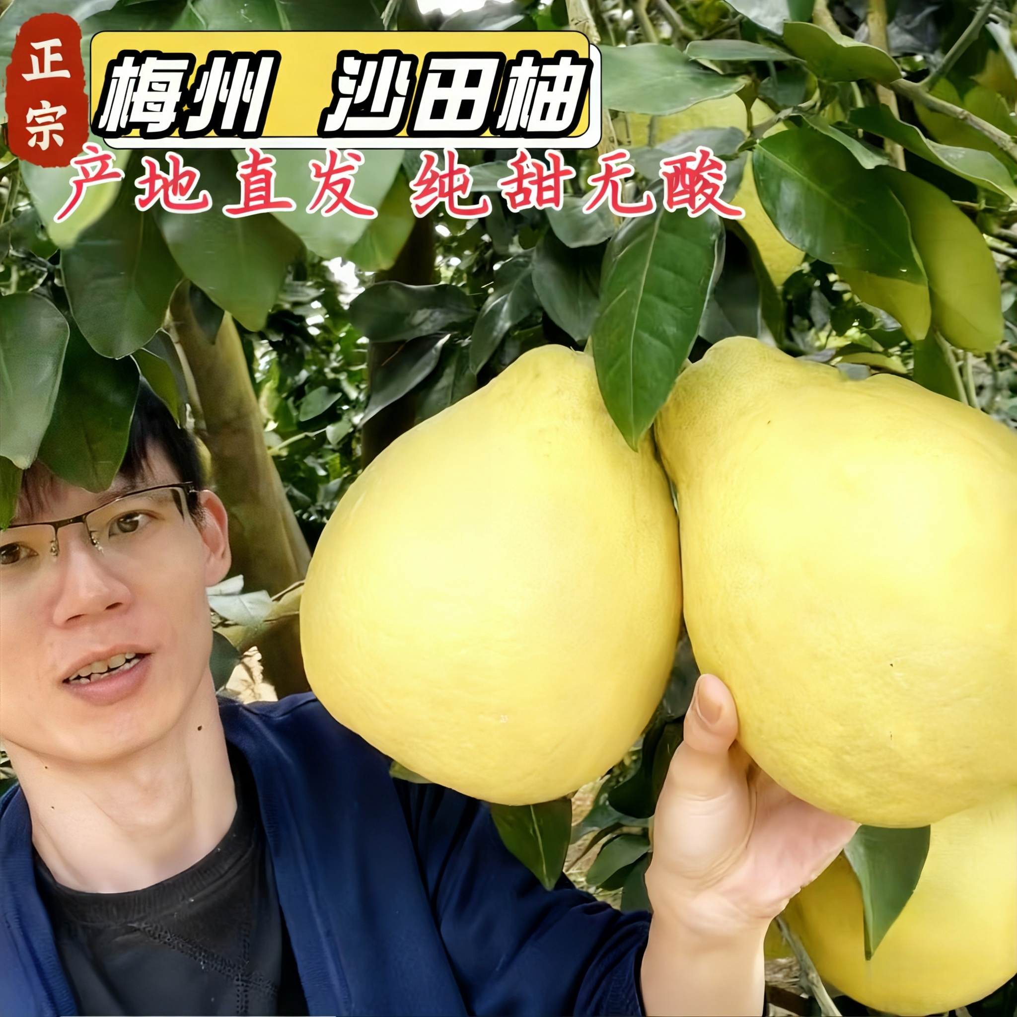 【老树果更甜】梅州沙田柚果园直发精选大果孕妇水果纯甜不酸