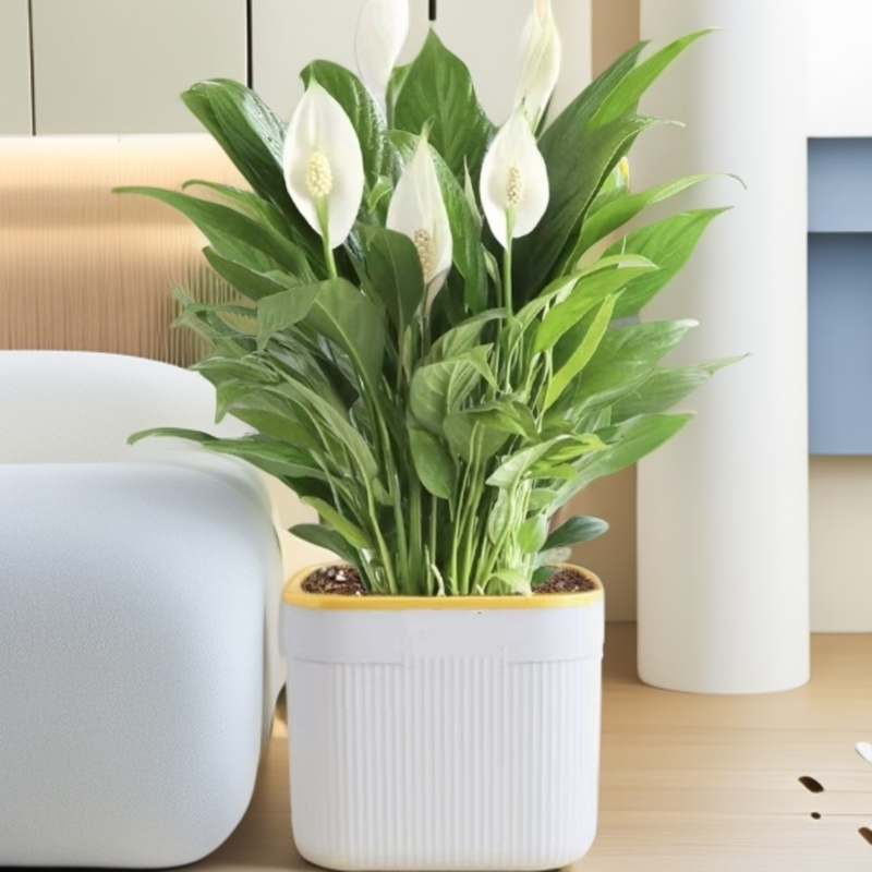 一帆风顺年宵花卉绿植物盆栽水培白掌室内客厅摆放耐寒冷净化空王