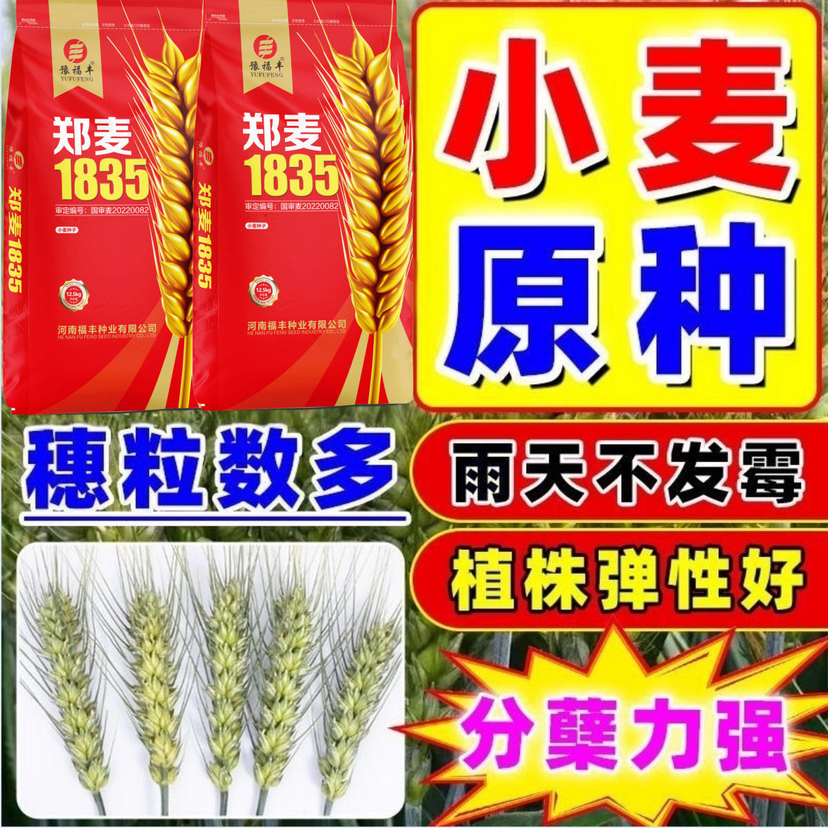 小麦种子高产原种抗冻抗病矮杆大穗优质麦国审原装新品种郑麦1835