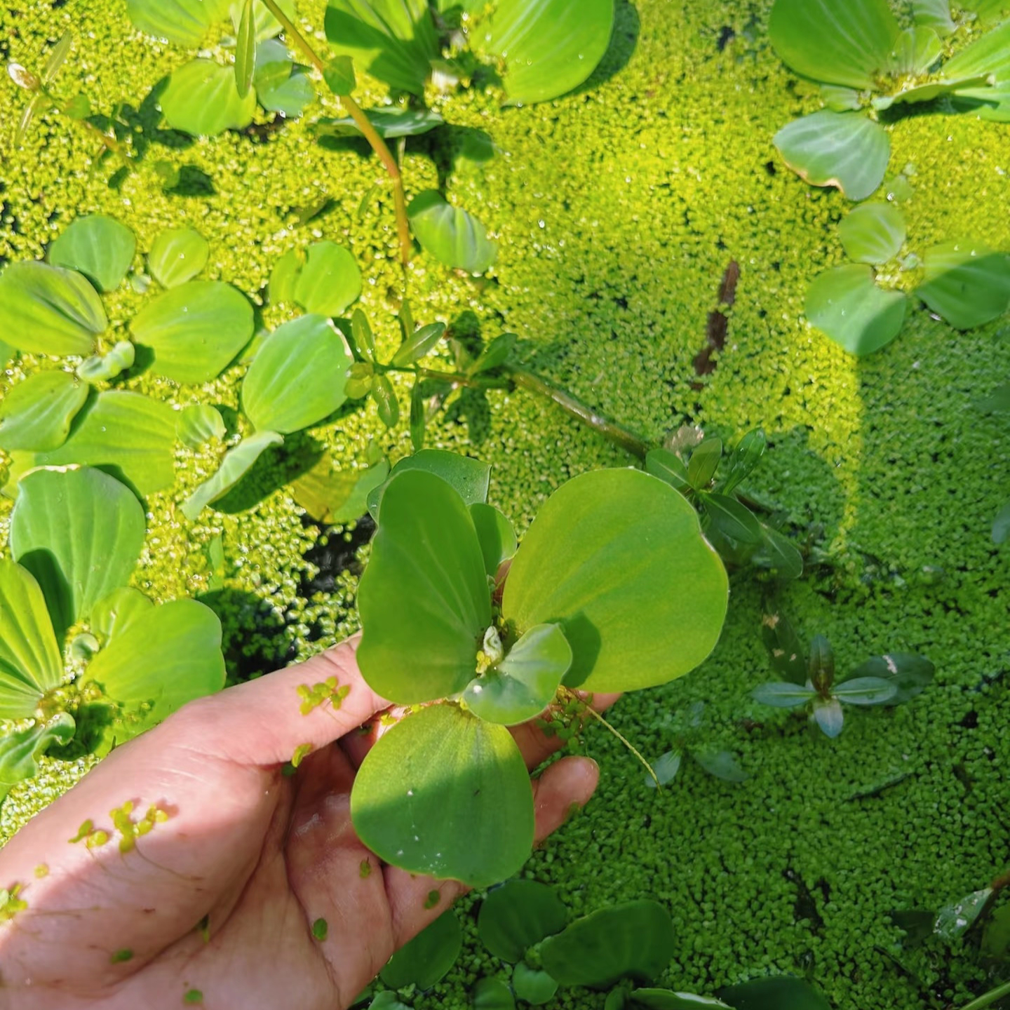 水芙蓉浮萍好养水草乌龟水培植物水生造景净化水质养鱼缸池塘庭院