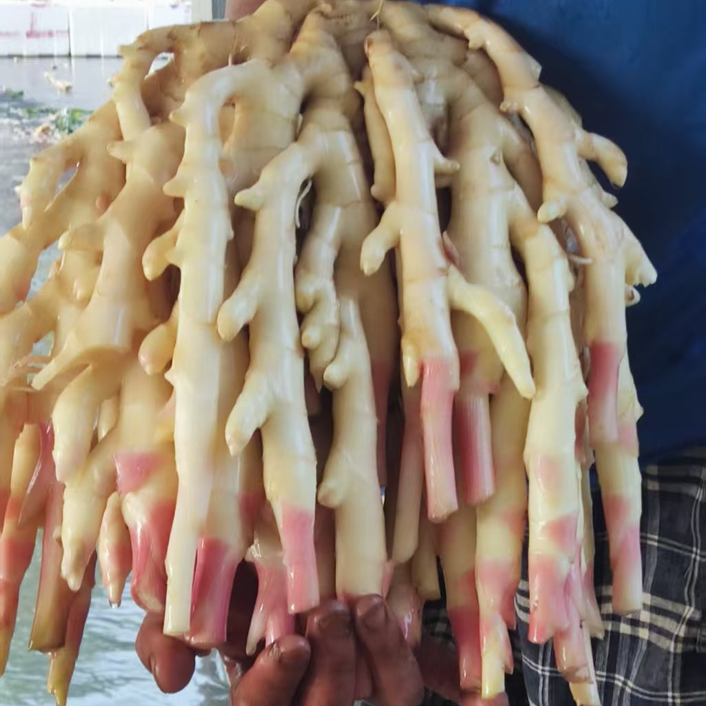 四川自贡五宝镇红芽竹根姜新鲜上市五指嫩姜农家现挖现发