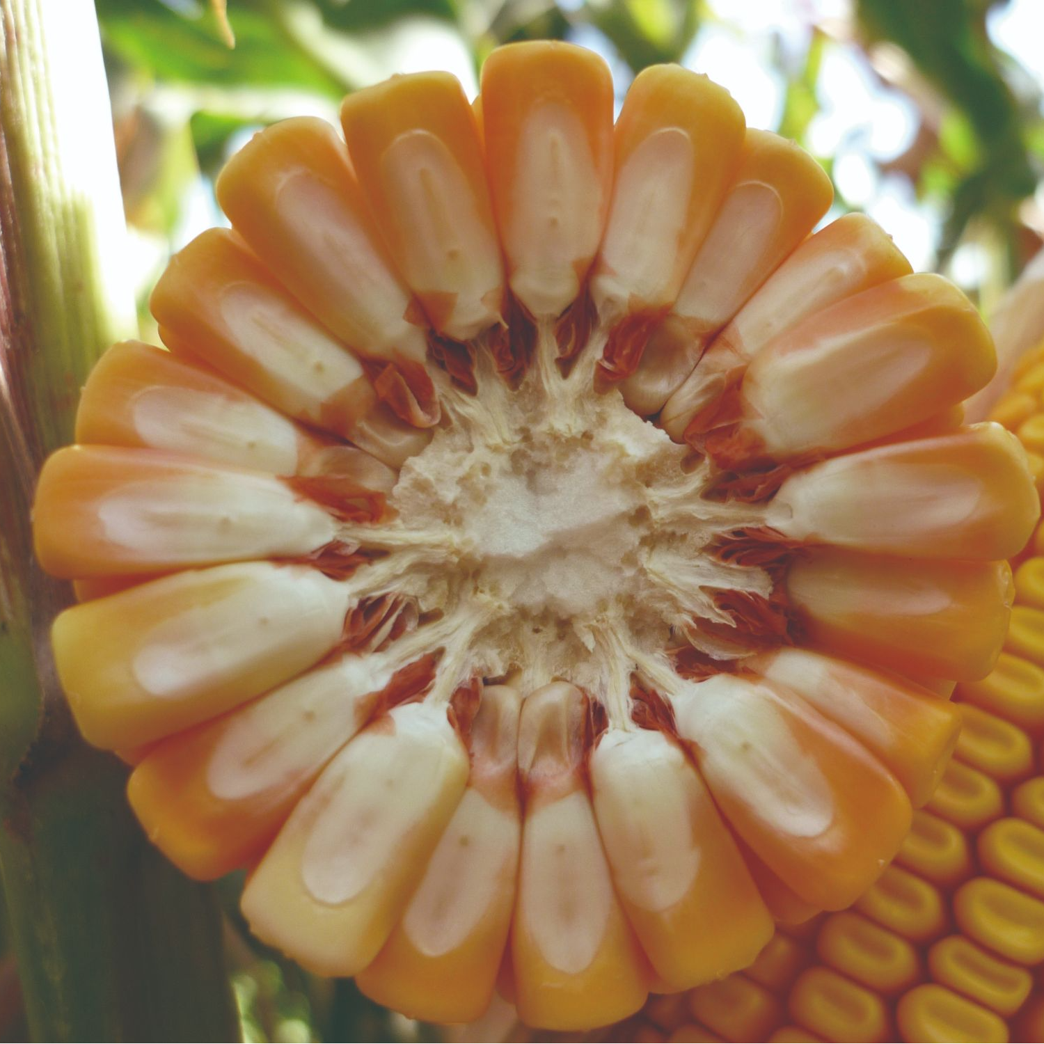 国审品种庆玉783【王】高产玉米种正品保真