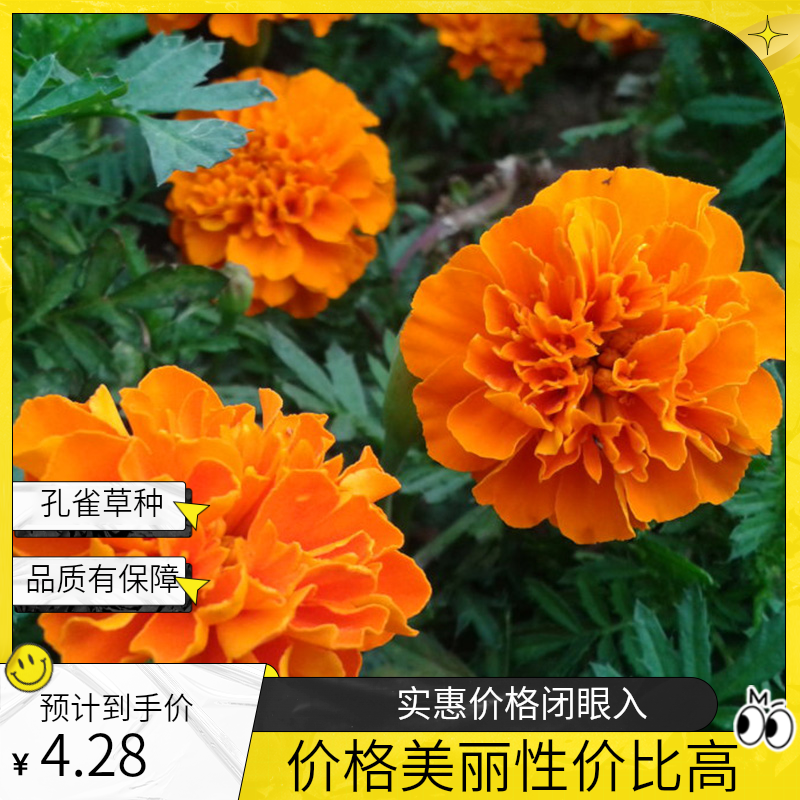 孔雀草种子耐寒秋播花卉植物盆栽花种子花籽