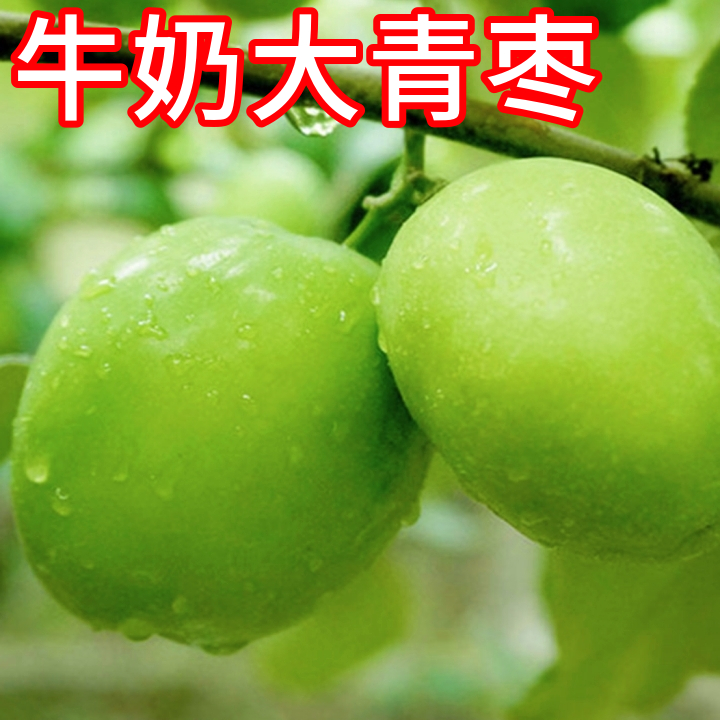 牛奶大青枣树活苗南北方耐寒枣树树苗盆栽嫁接苗枣树果苗当年结果
