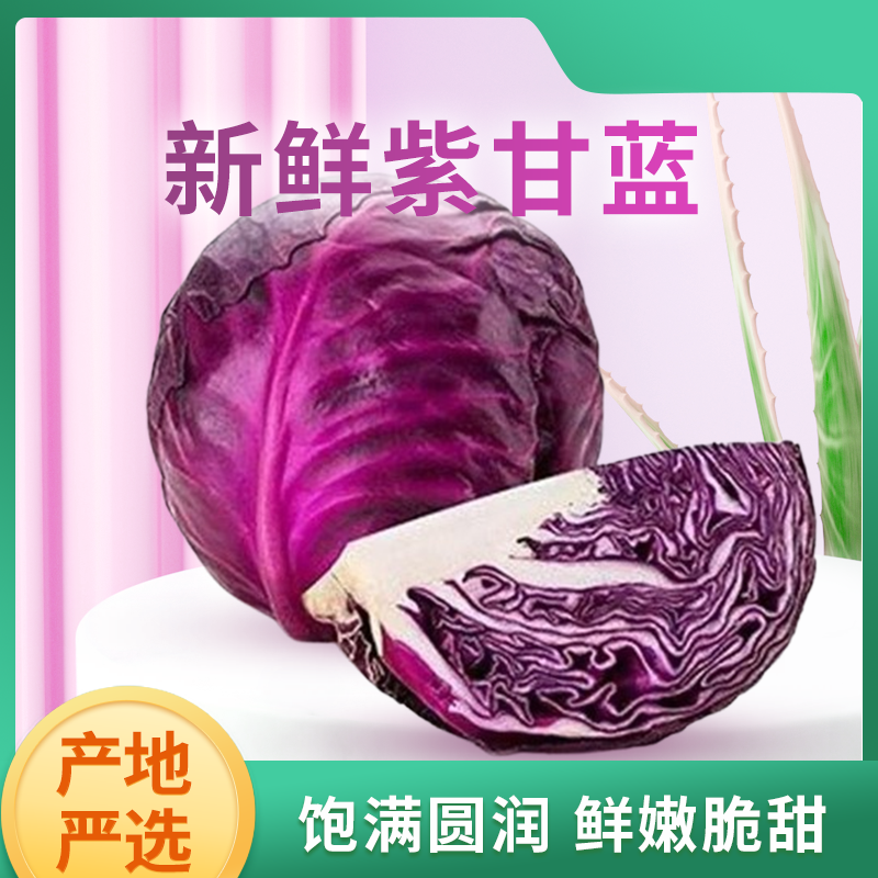 云南新鲜现摘紫甘蓝脆嫩甜可凉拌的优质蔬菜泡菜清炒
