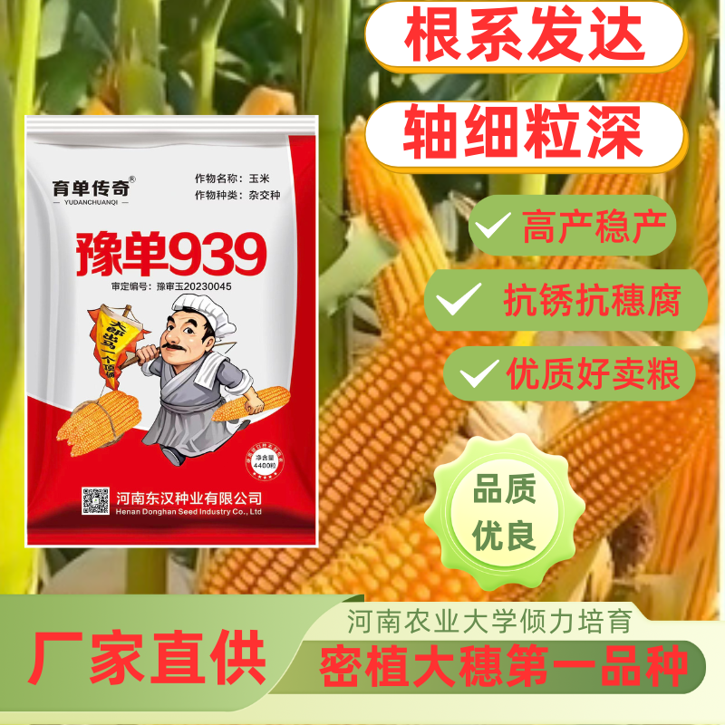 【密植大棒】豫单939高产玉米种头茬种子矮杆大棒抗病抗倒抗旱耐涝